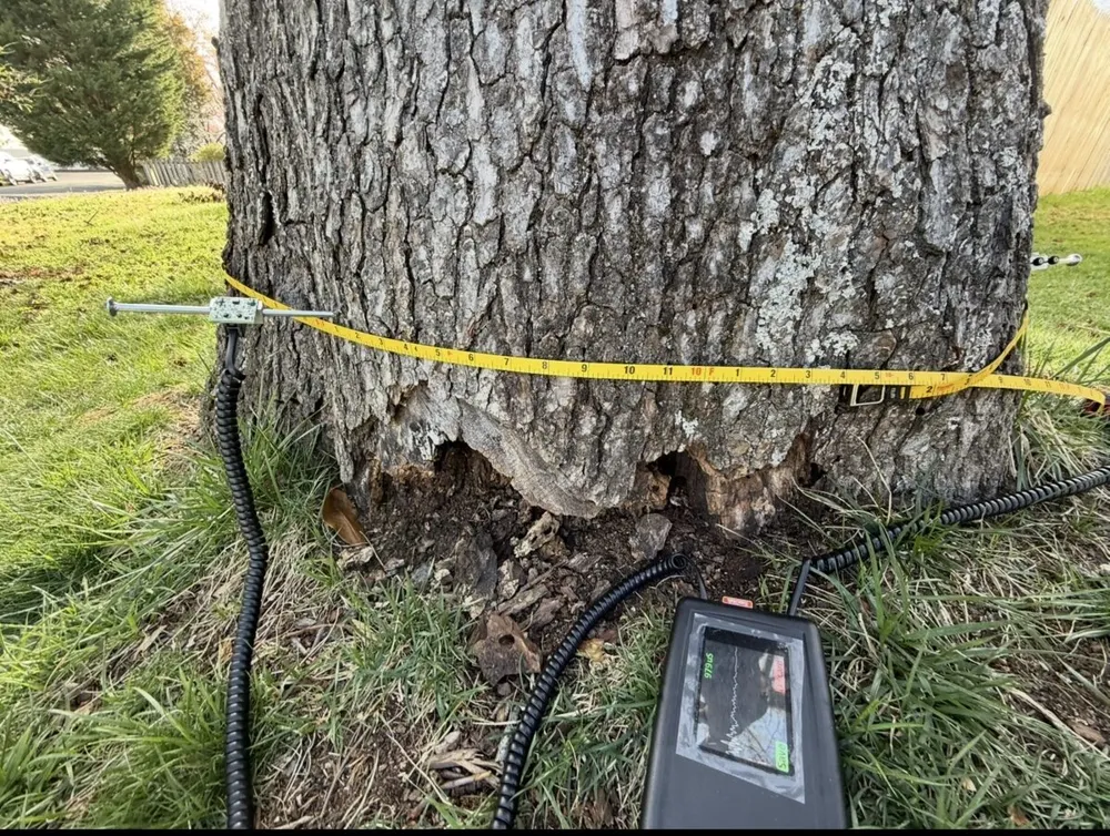 Base of a blackgum trunk with an open basal cavity, a tape measure around the trunk with a sensor on a nail, and a Tree Check detector on the grass