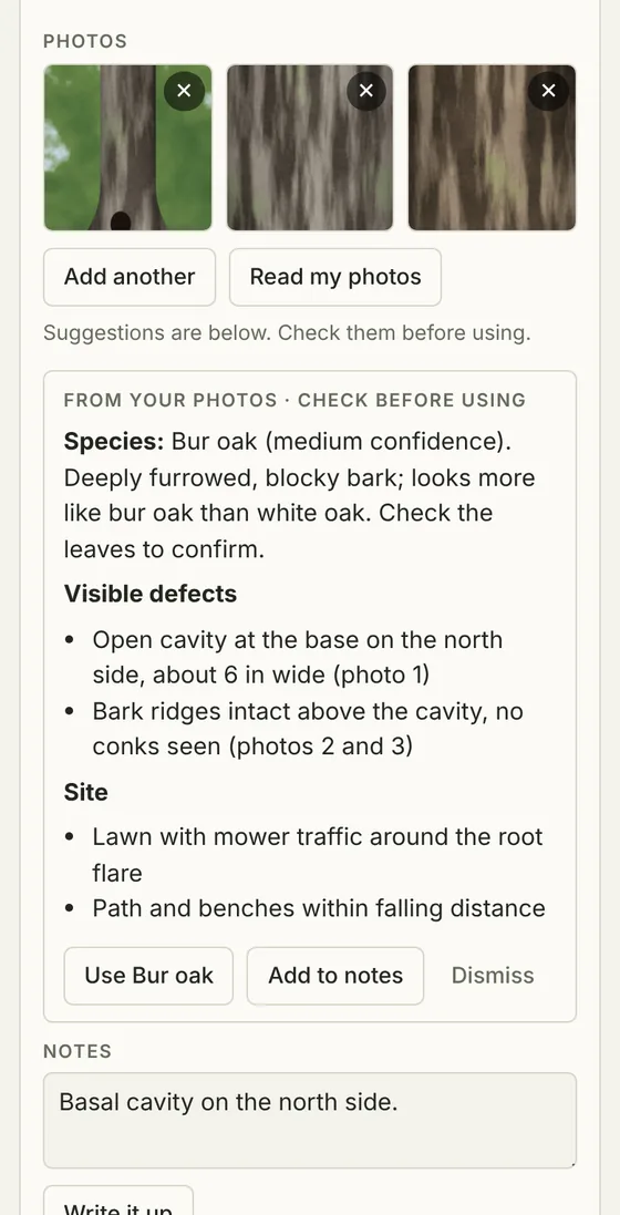 Three tree photos with suggestions for species, visible defects and site conditions
